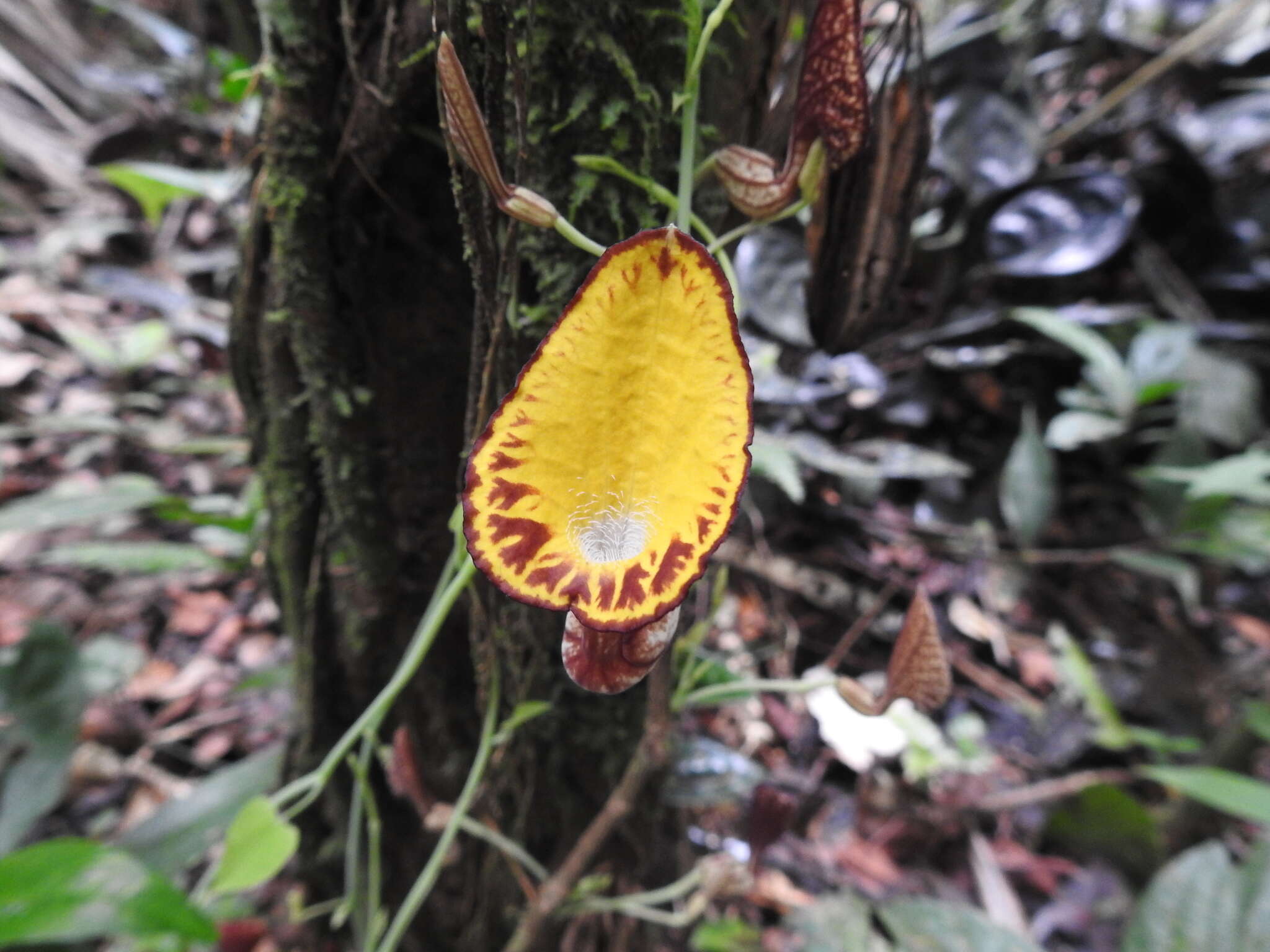 Image de Aristolochia peruviana O. Schmidt