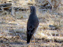 Plancia ëd Turdus litsitsirupa pauciguttatus Clancey 1956