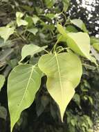 Image of Ficus rumphii Bl.