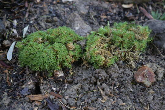 Imagem de Scleranthus uniflorus P. A. Williamson