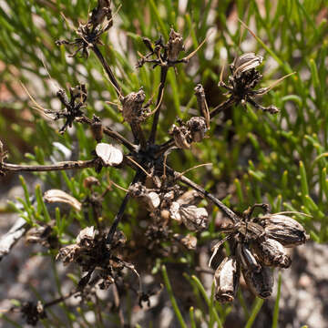 Image of Nanobubon strictum (Spreng.) Magee