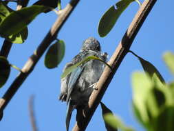 صورة Poecilostreptus cabanisi (Sclater & PL 1868)