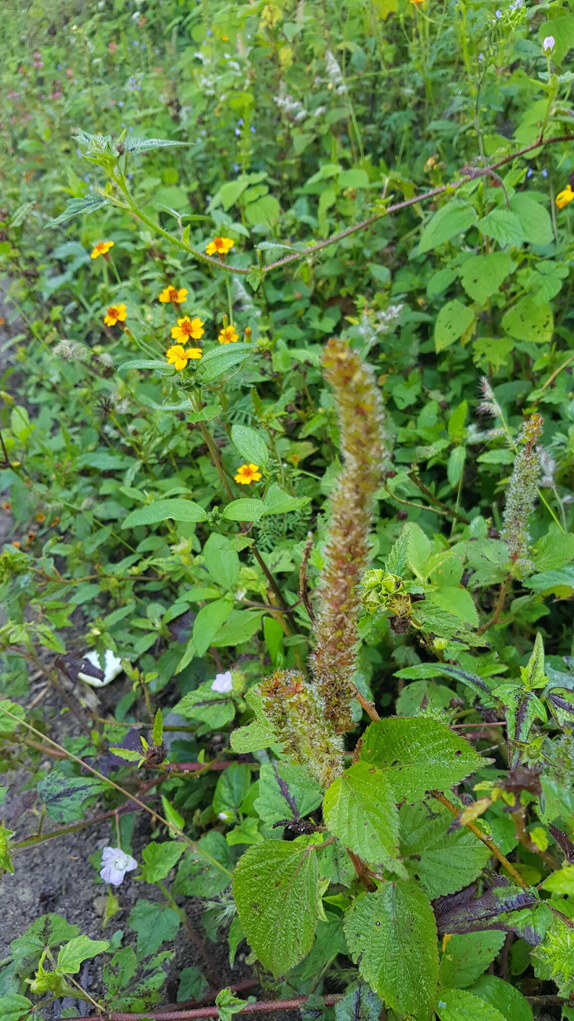 Image of Acalypha membranacea A. Rich.