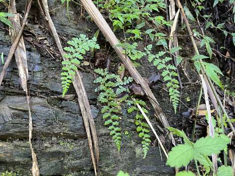 Image of Athyrium anisopterum Christ