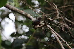 Image of Chestnut-breasted Negrofinch