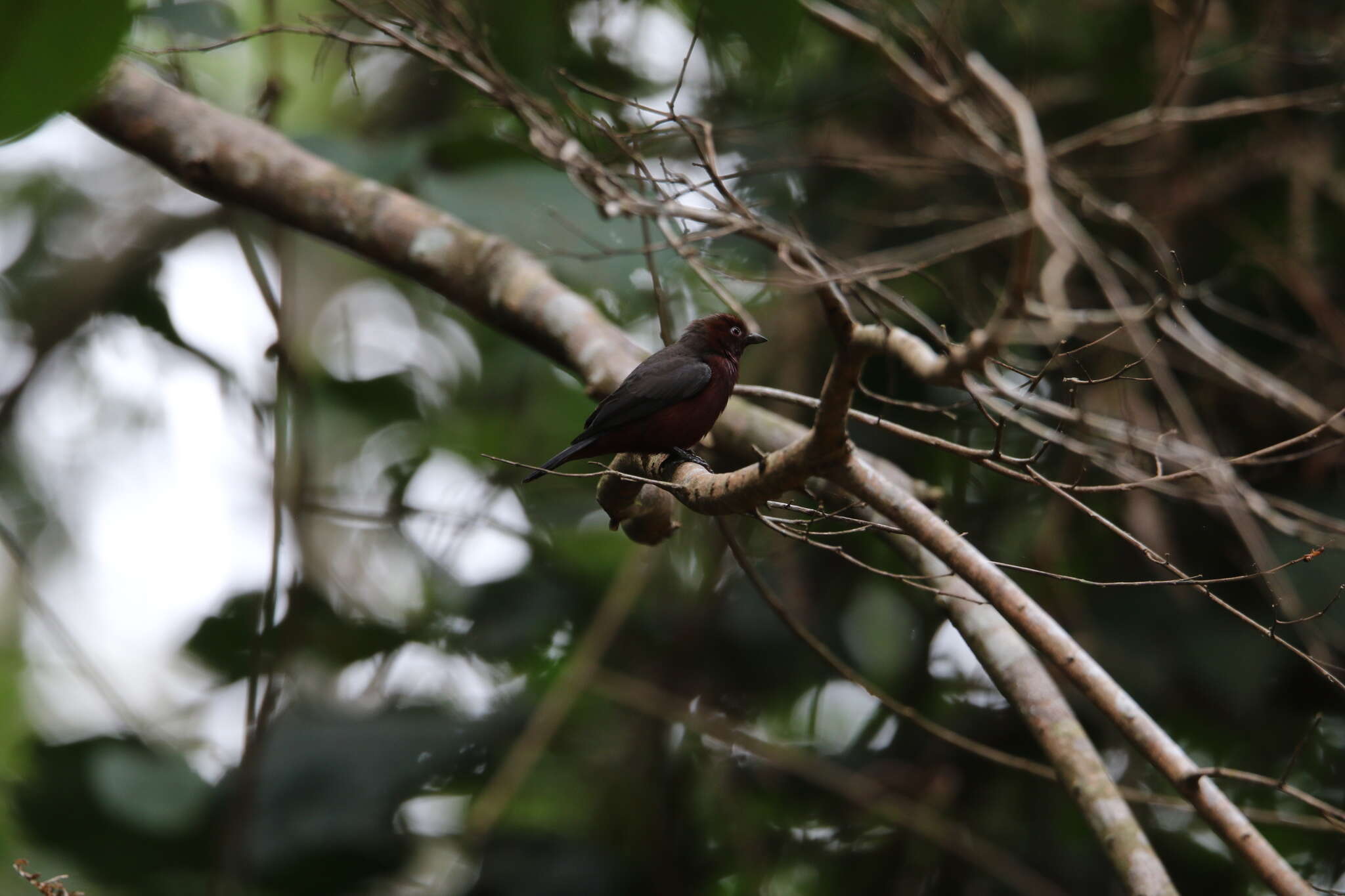 Слика од Nigrita bicolor (Hartlaub 1844)