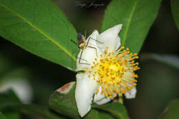 Image of Zelus versicolor (Herrich-Schaeffer 1848)