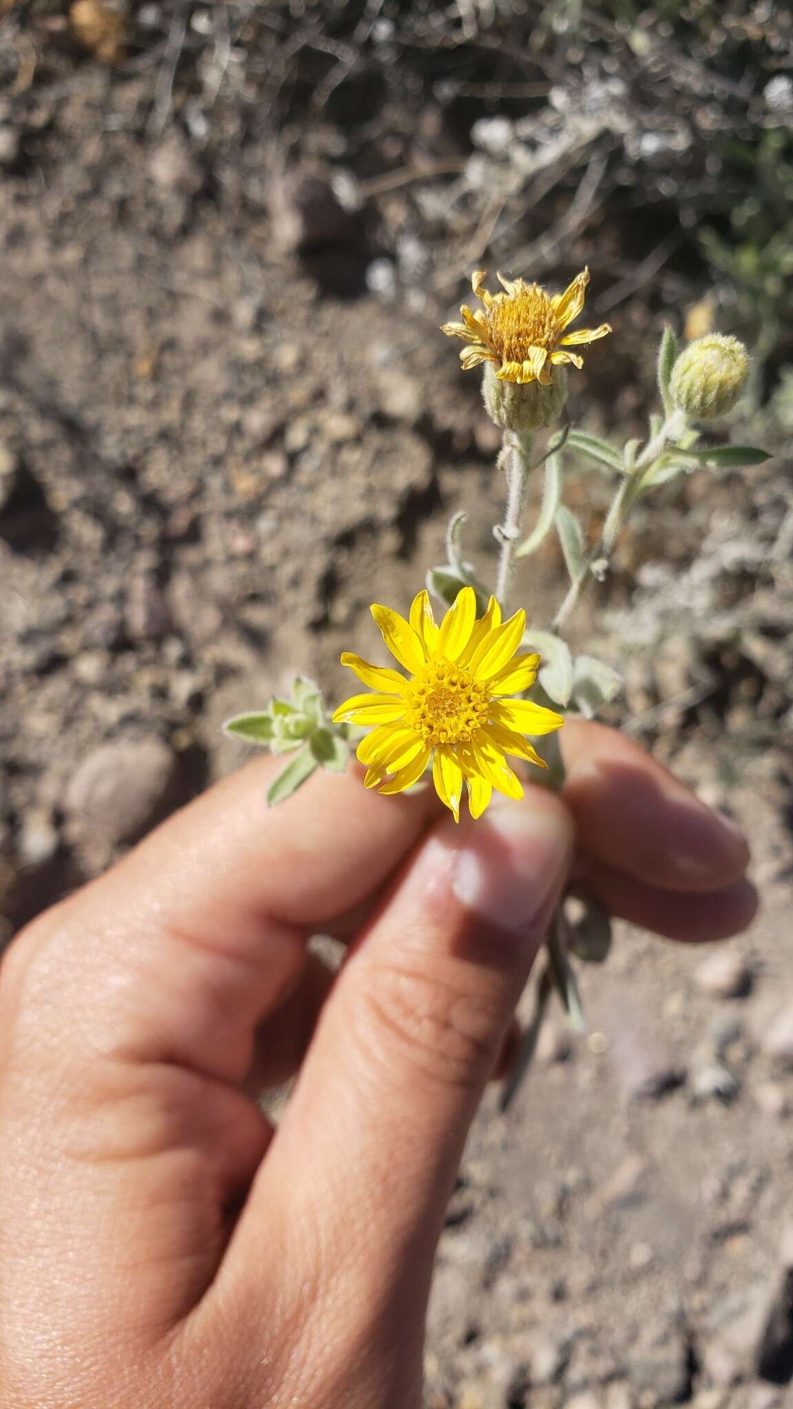 Image of Heterotheca orovillosa G. L. Nesom