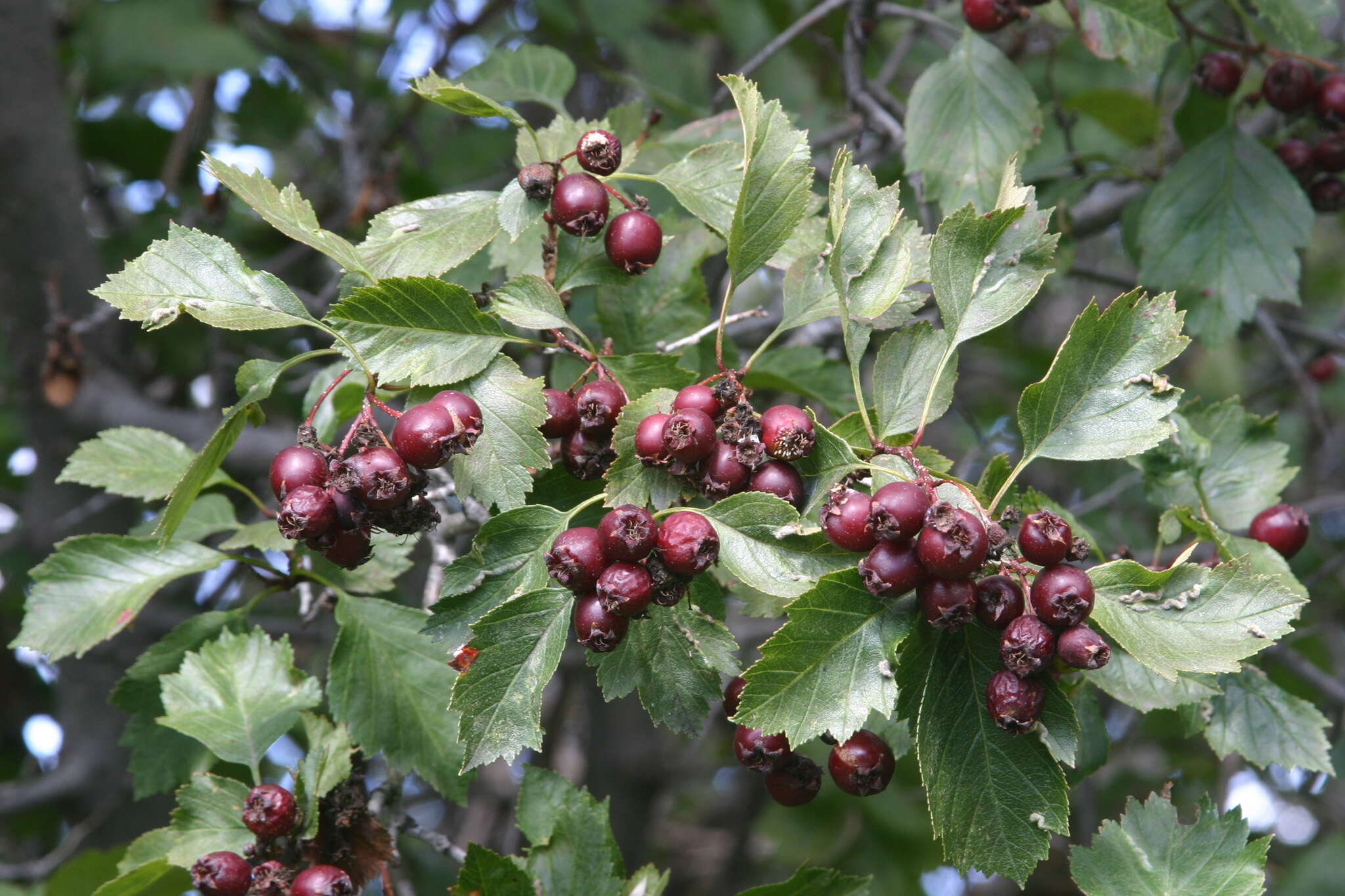 Image of Crataegus aquacervensis J. B. Phipps & O'Kennon