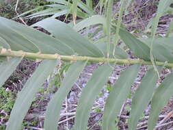 Plancia ëd Arundo donax L.