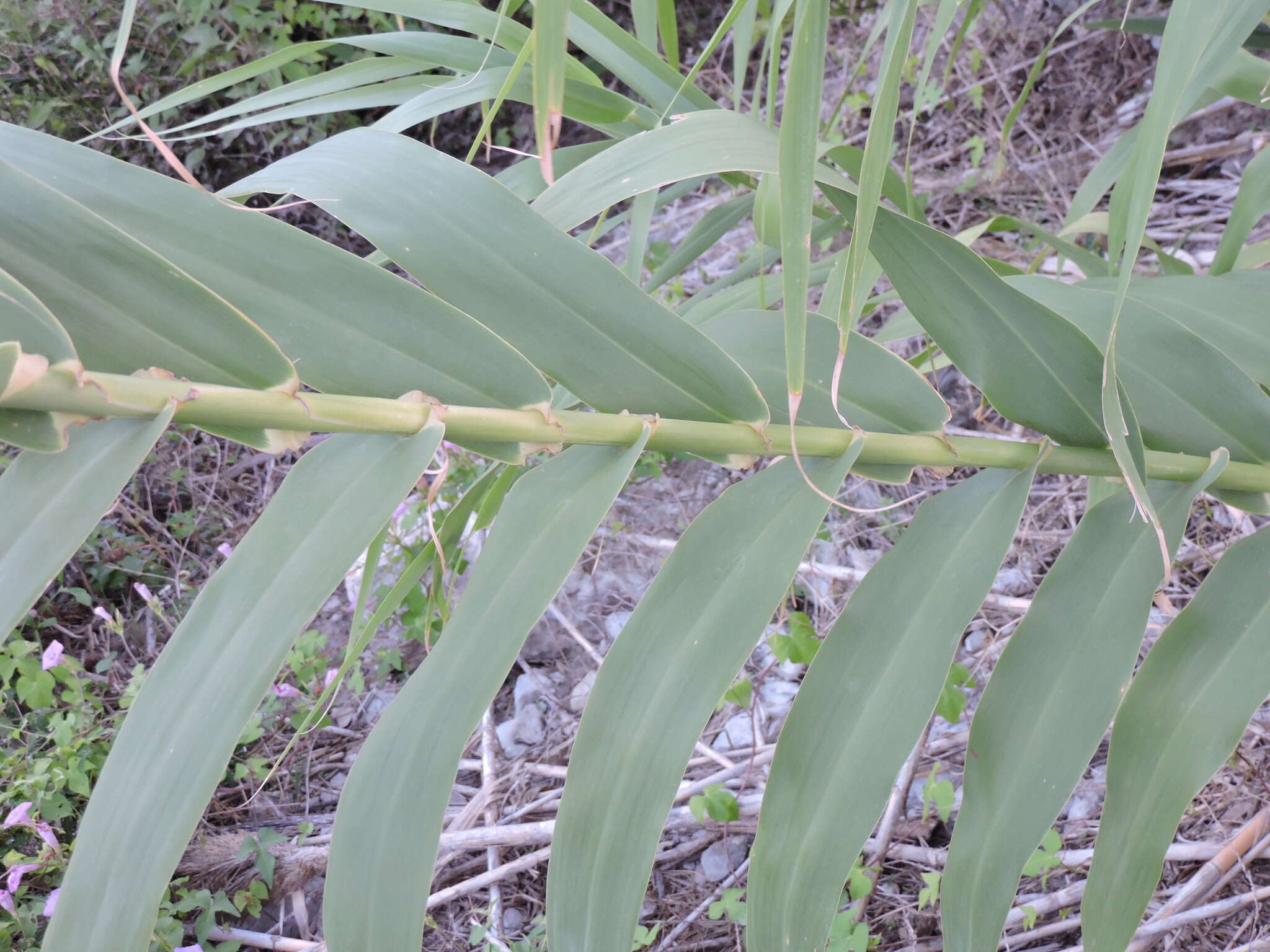 صورة Arundo donax L.