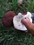 Imagem de Tylopilus ferrugineus (Frost) Singer 1947