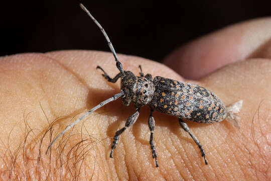 Image of Mesquite Girdler