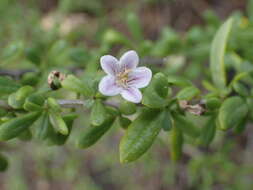 Image of Lycium elliotii Dammer