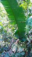 Image of Heliconia stilesii W. J. Kress