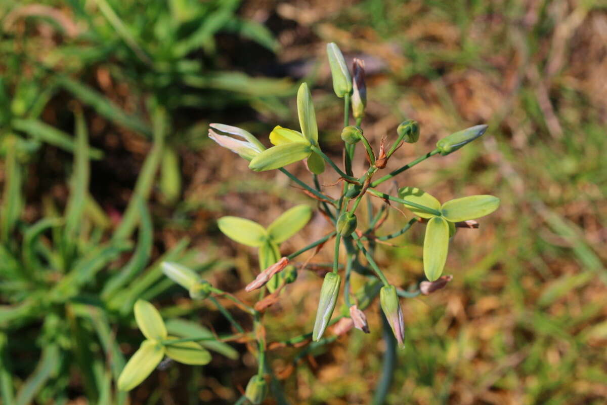 Image of Albuca juncifolia Baker