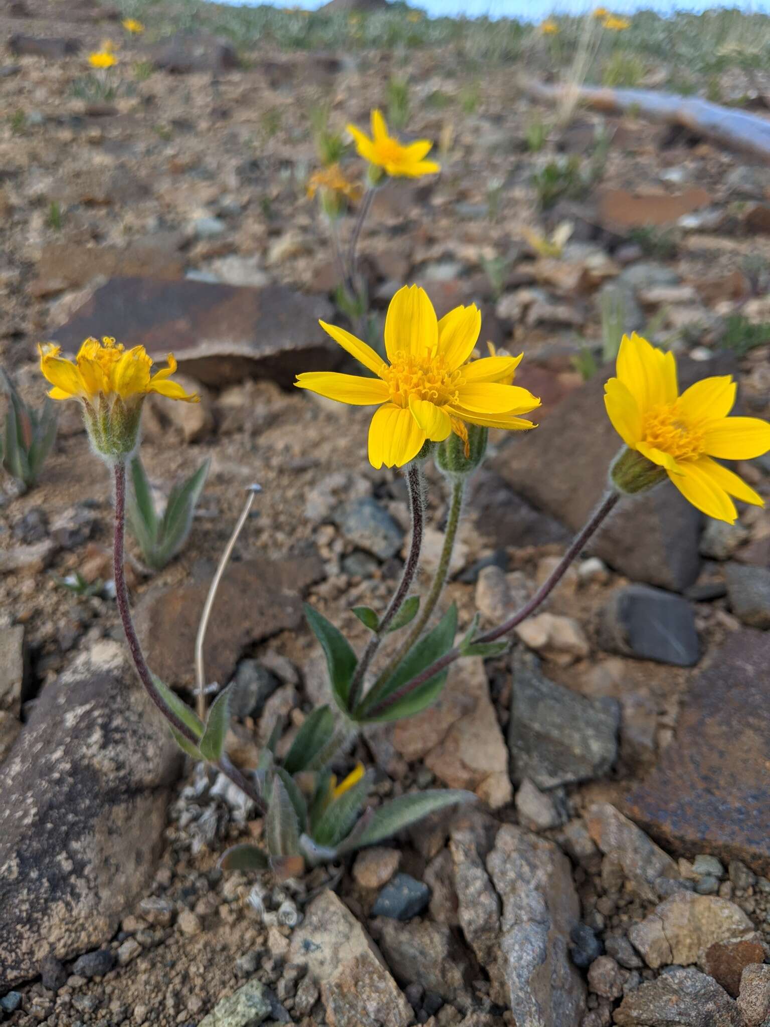 Image of narrowleaf arnica