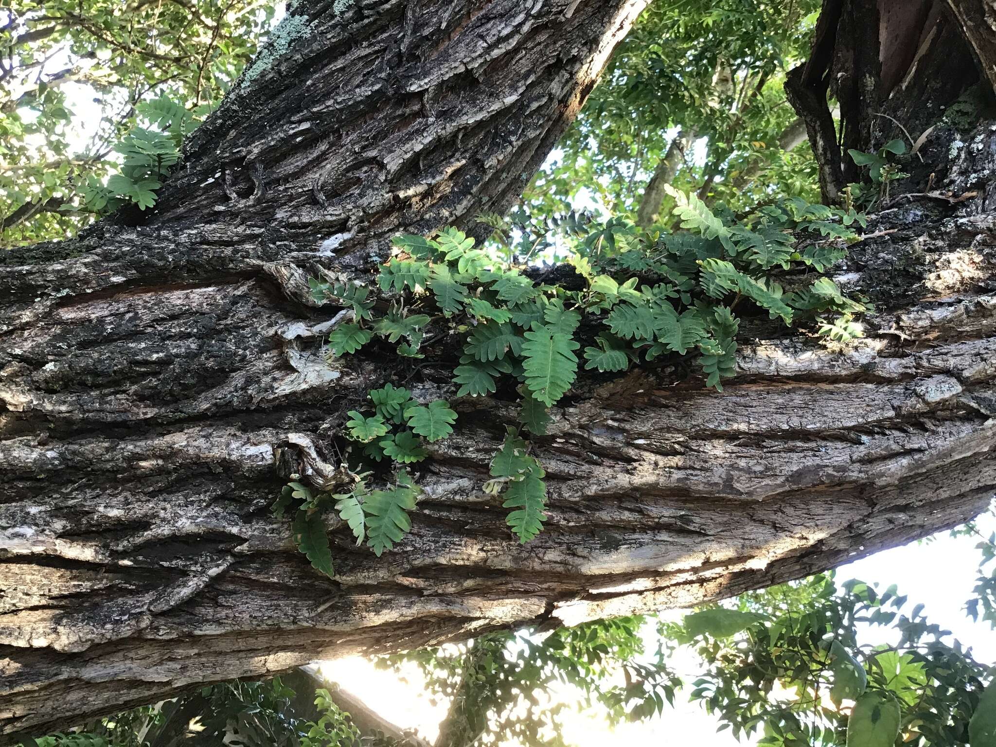 Image de Pleopeltis polypodioides (L.) E. G. Andrews & Windham