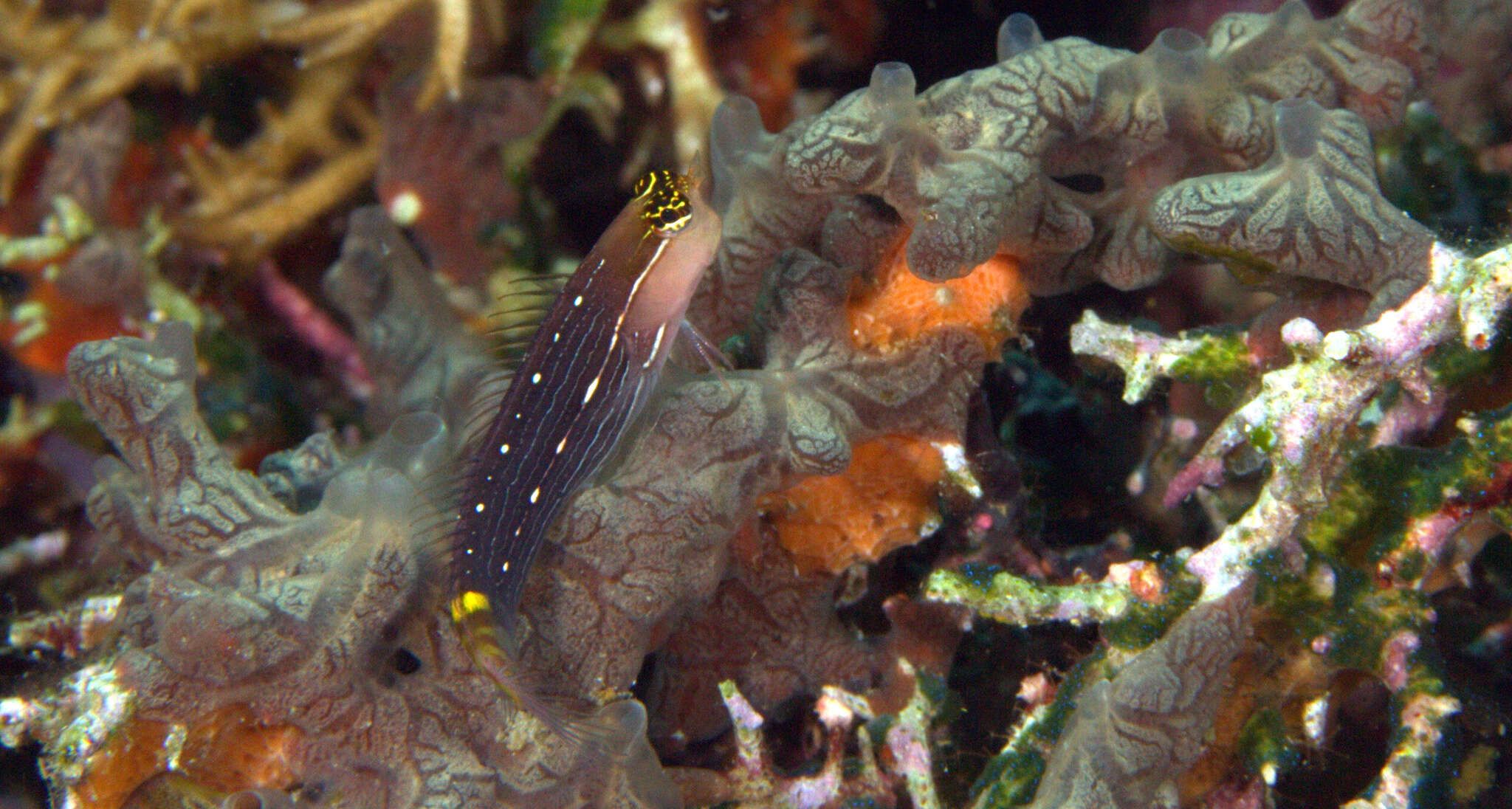 Image of Pictus Blenny