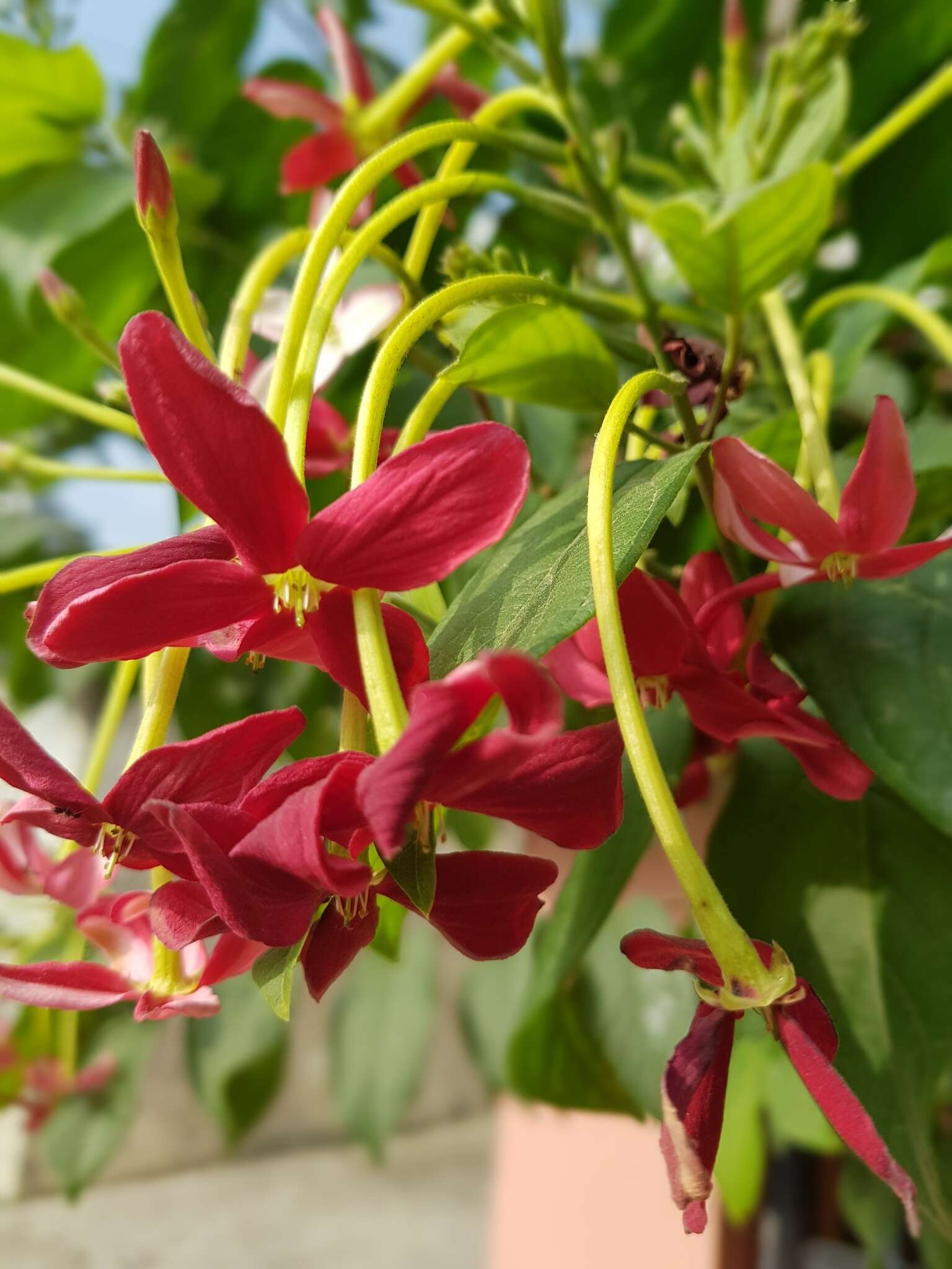 Imagem de Combretum indicum (L.) C. C. H. Jongkind