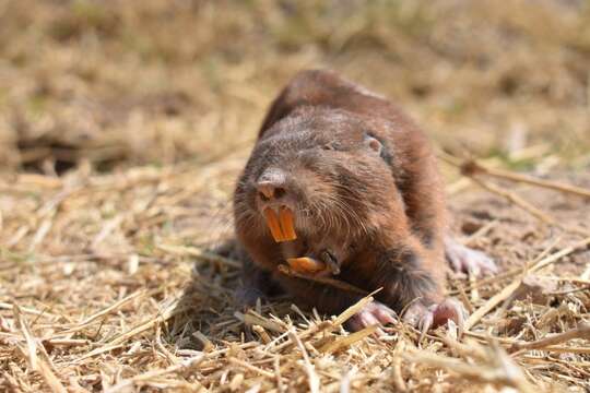 Image of pocket gopher