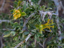 Image of Roepera incrustata (Sond.) Beier & Thulin