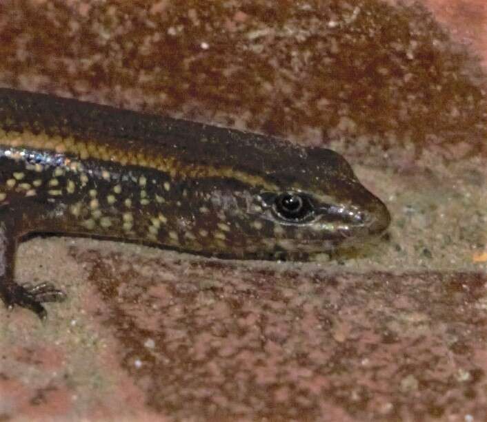 Image of White-spotted Supple Skink