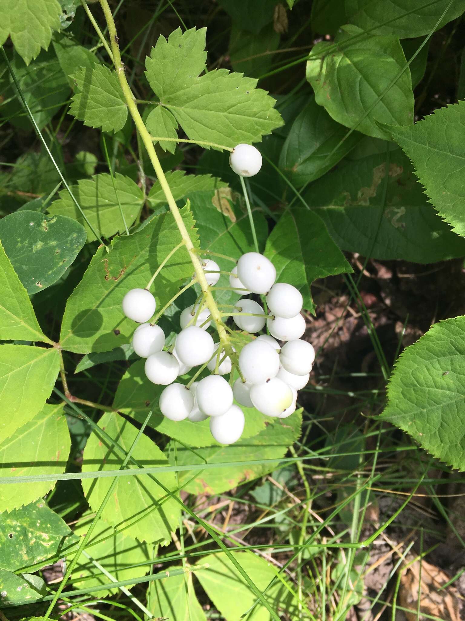 Imagem de Actaea rubra subsp. rubra