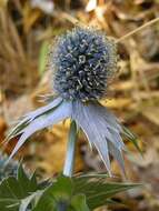 Imagem de Eryngium giganteum M. Bieb.