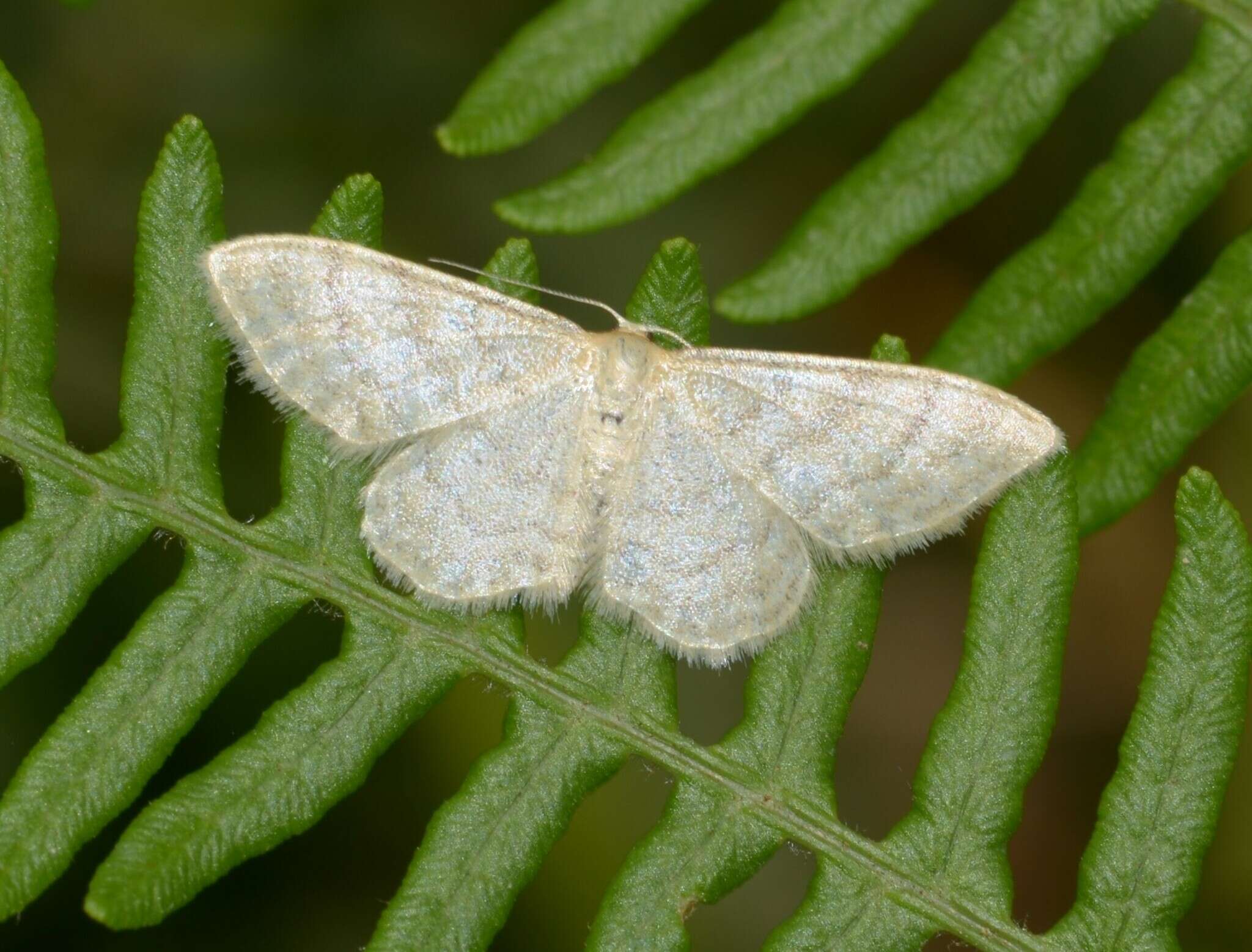 صورة Idaea dilutaria Hübner 1798