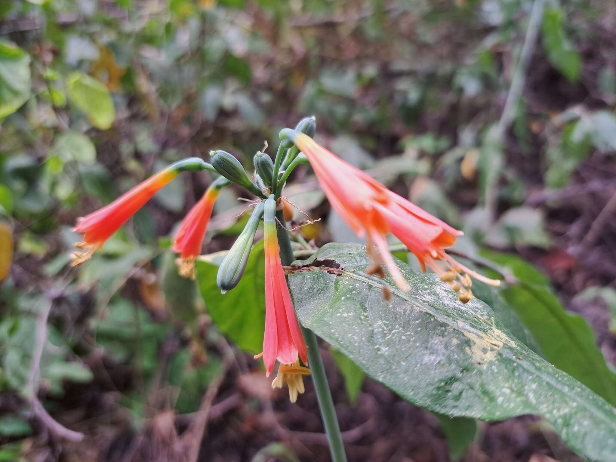 Image of Eucrosia stricklandii var. stricklandii