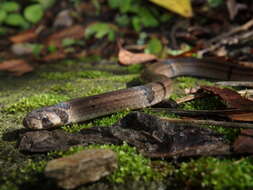 Image of Ornate Kukri Snake