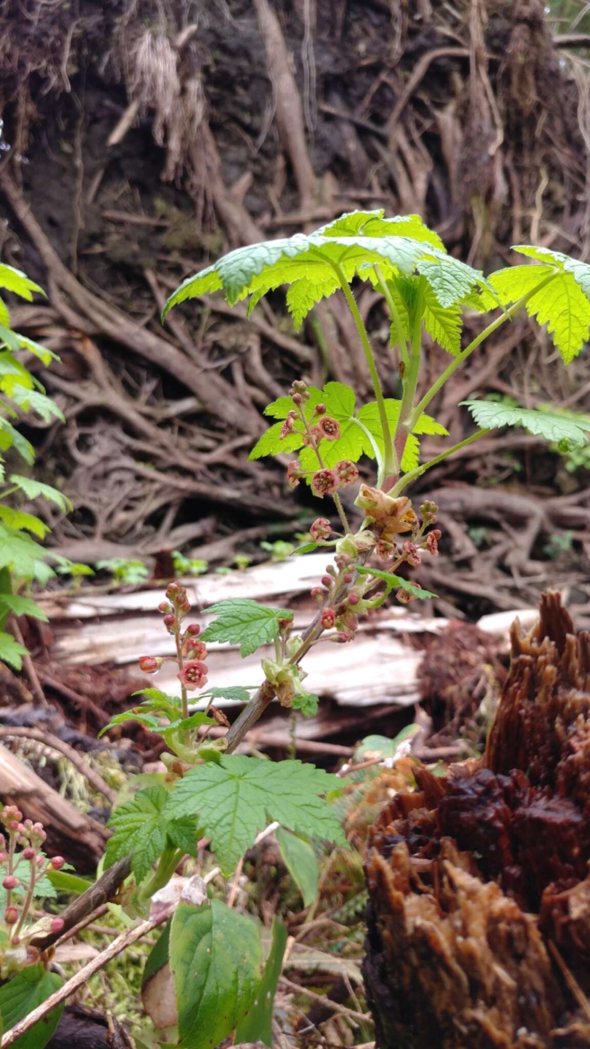 Image of trailing black currant