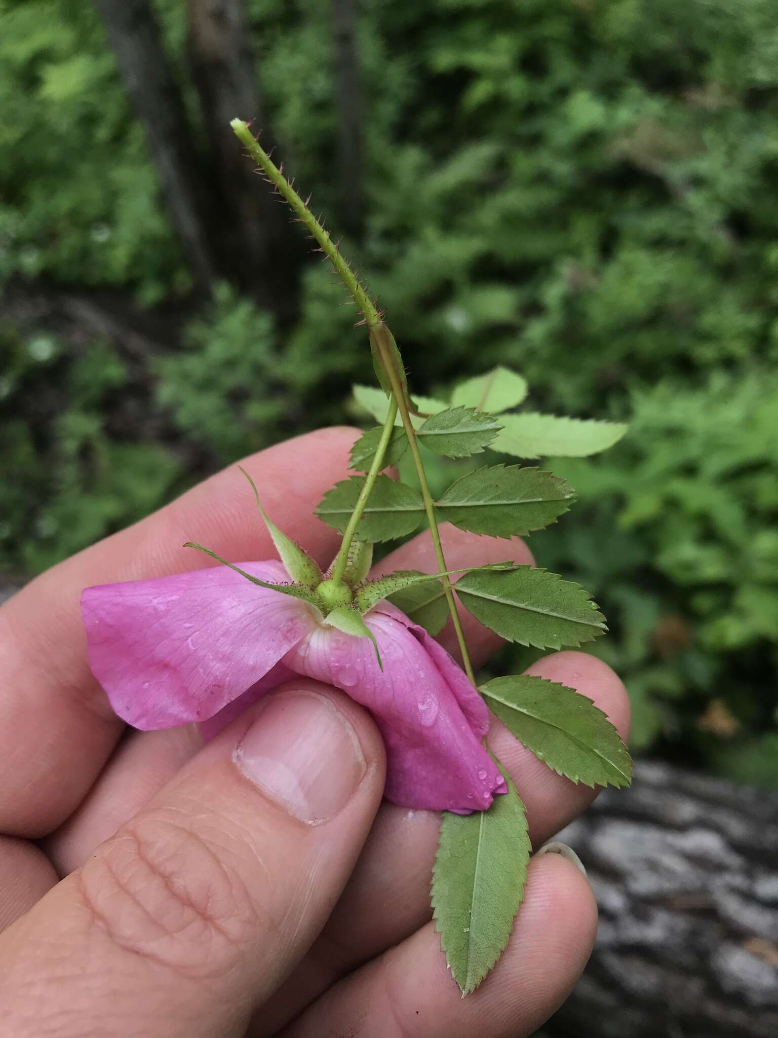 Image of shining rose