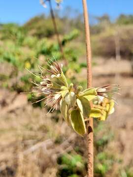 Image de Combretum albiflorum (Tul.) C. C. H. Jongkind