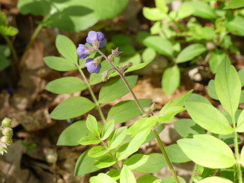 صورة Polemonium reptans var. villosum E. L. Braun