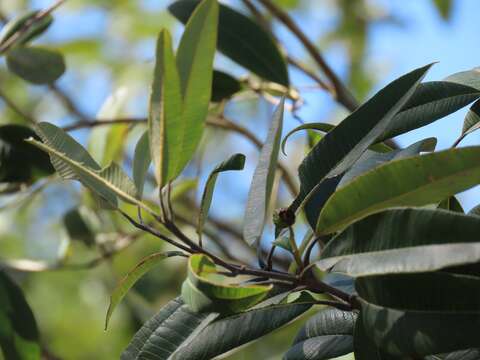 Sivun Ozoroa obovata (Oliv.) R. & A. Fernandes kuva