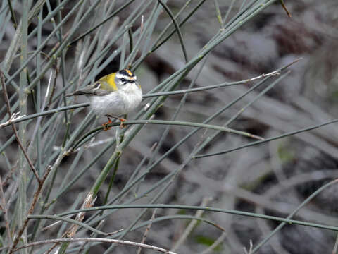 Image of Common Firecrest