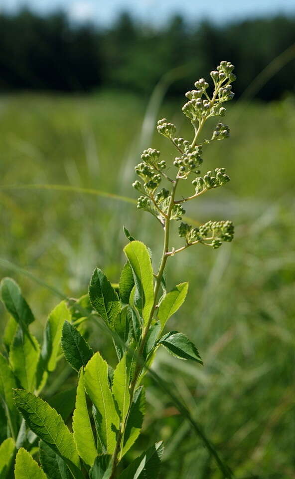 صورة Spiraea alba var. latifolia (Aiton) H. E. Ahles