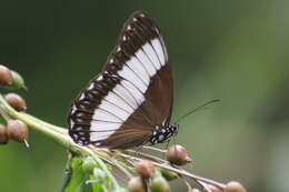 Imagem de Zethera pimplea Erichson 1834