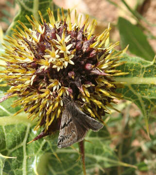 Image of Erynnis marloyi Boisduval 1832