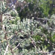 Image of Asparagus capensis L.