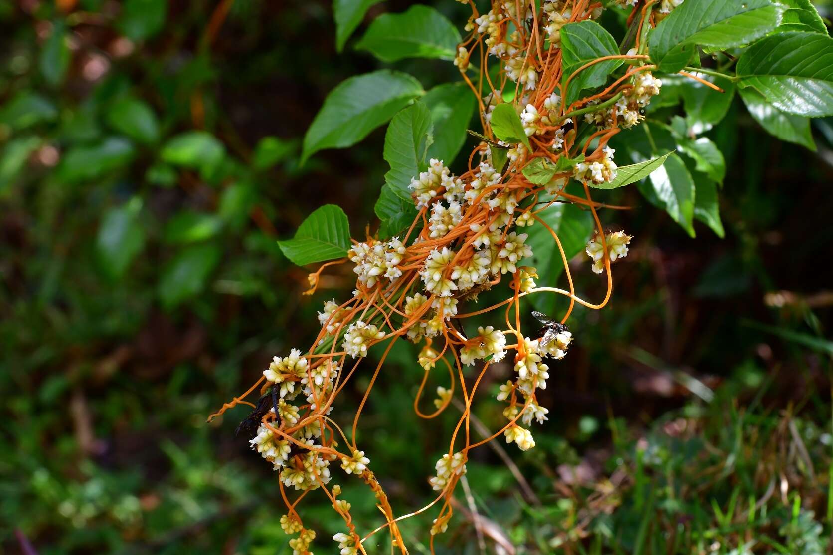 Image of dodder