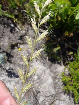 Image of Italian Rye Grass