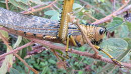 Image of Tropidacris cristata dux (Drury 1770)