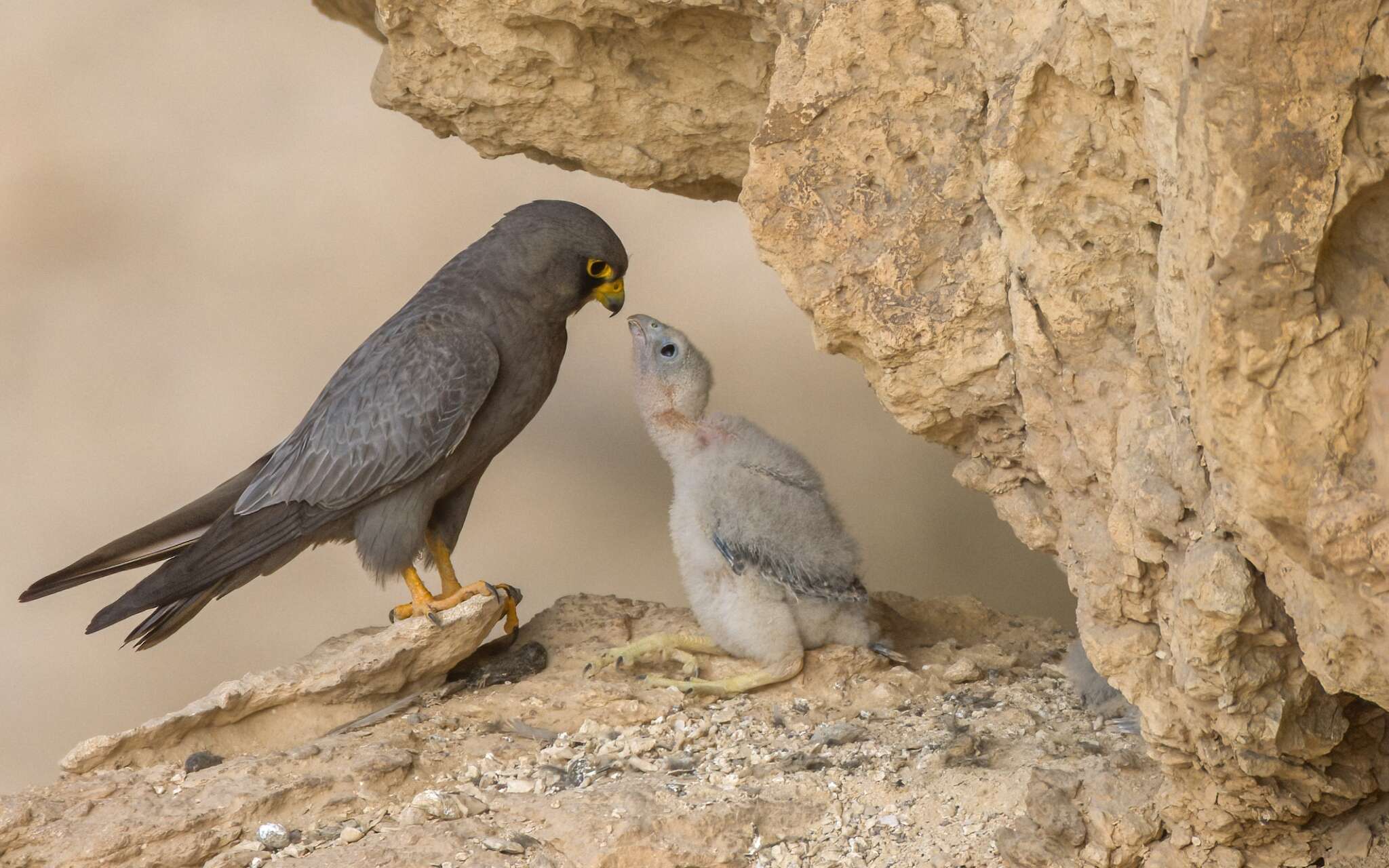 Image of Sooty Falcon