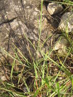 Image de Thelesperma simplicifolium (A. Gray) A. Gray