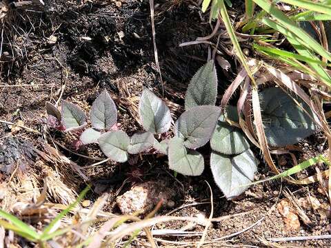 Image of Ceropegia swazica (R. A. Dyer) Bruyns