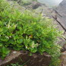 Image of Persicaria nakaii (Hara) Cubey