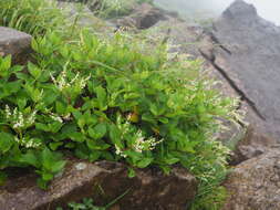 Persicaria nakaii (Hara) Cubey resmi